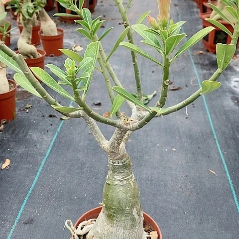 【闪购商品】无花朵*️***