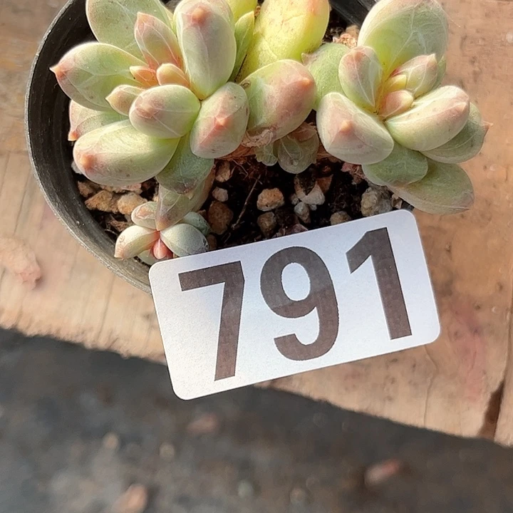 张*亿多肉植物一物一拍