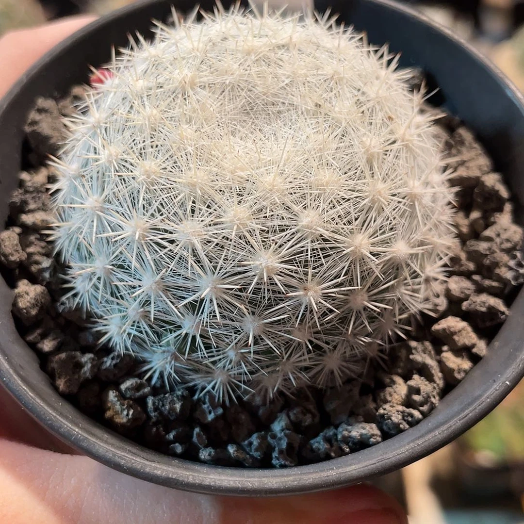 仙人球樱月属雪白丸5.9厘米