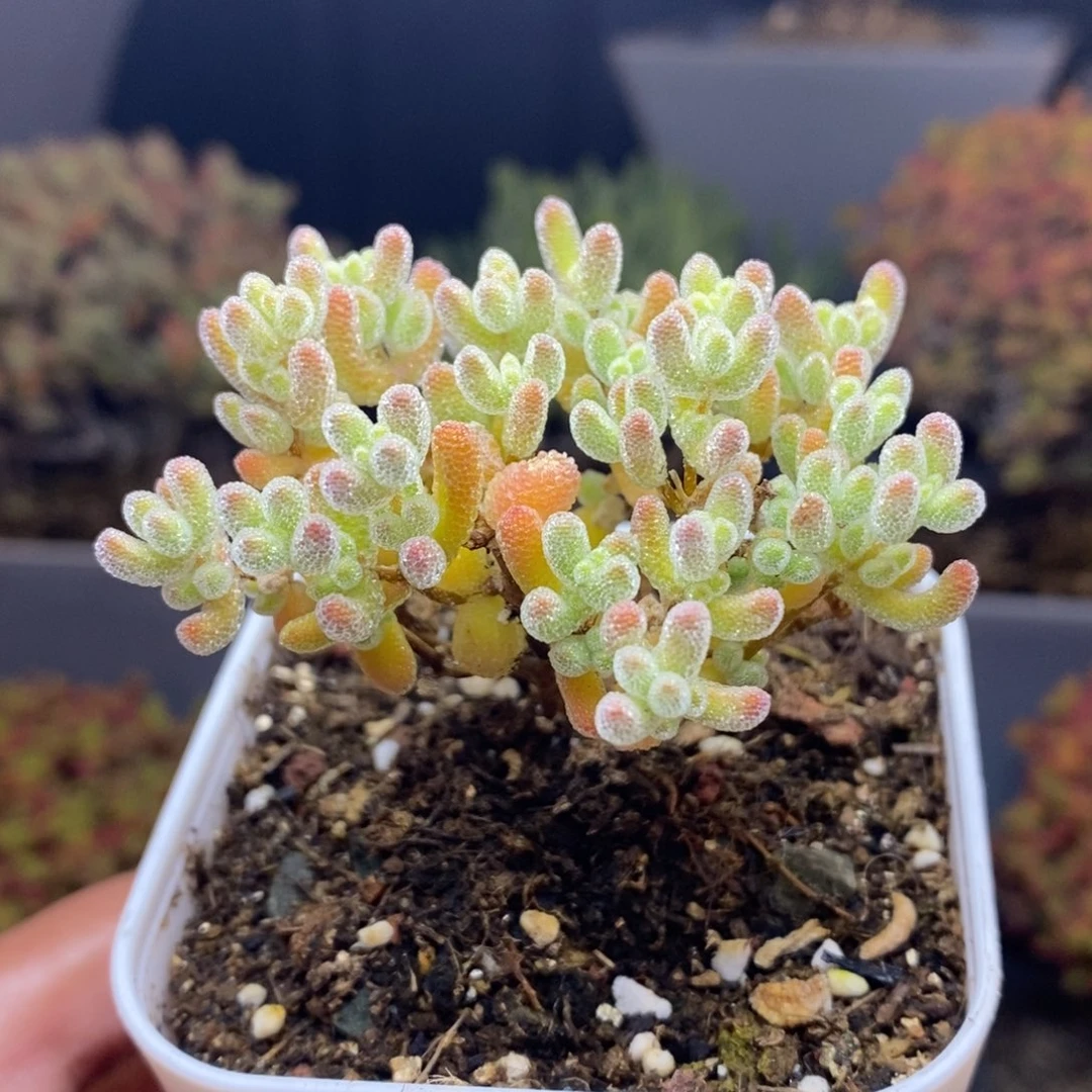 无花朵42号冰橙枝干多肉