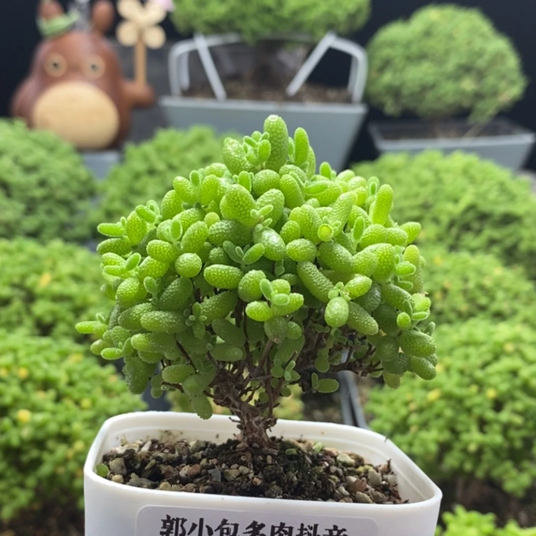 蜜橘糖球8332枝干番杏