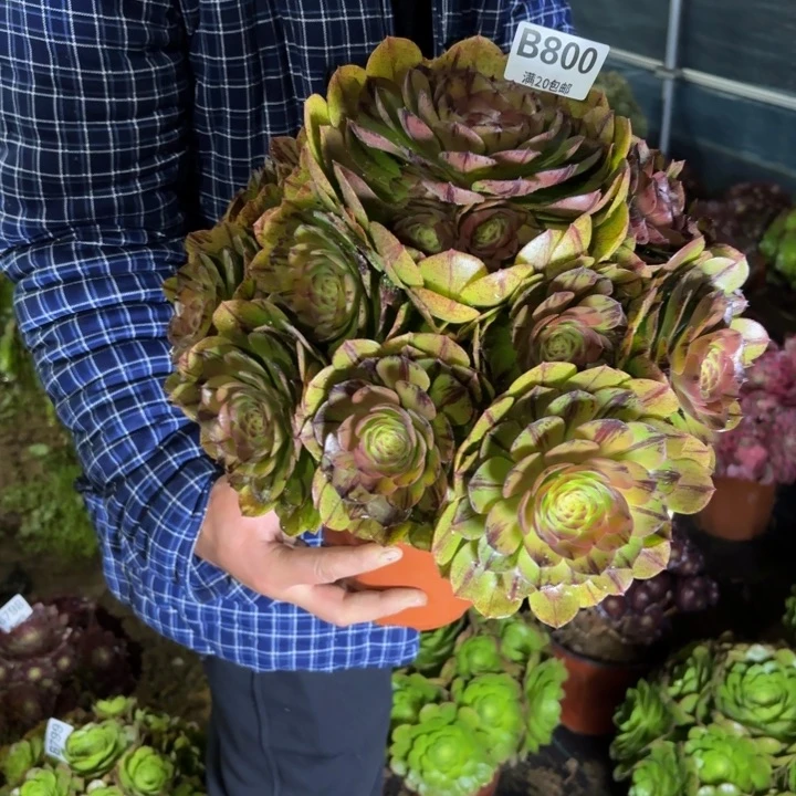 瑞妈一物一拍800