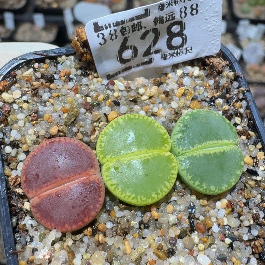 zzzzz精品生石花628