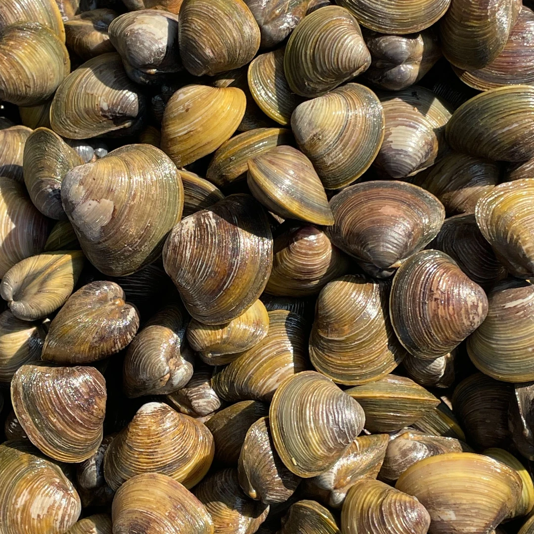 [善食源]如皋本地 鲜活蚬子3斤/5斤 淡水蚬 非花甲 肥美