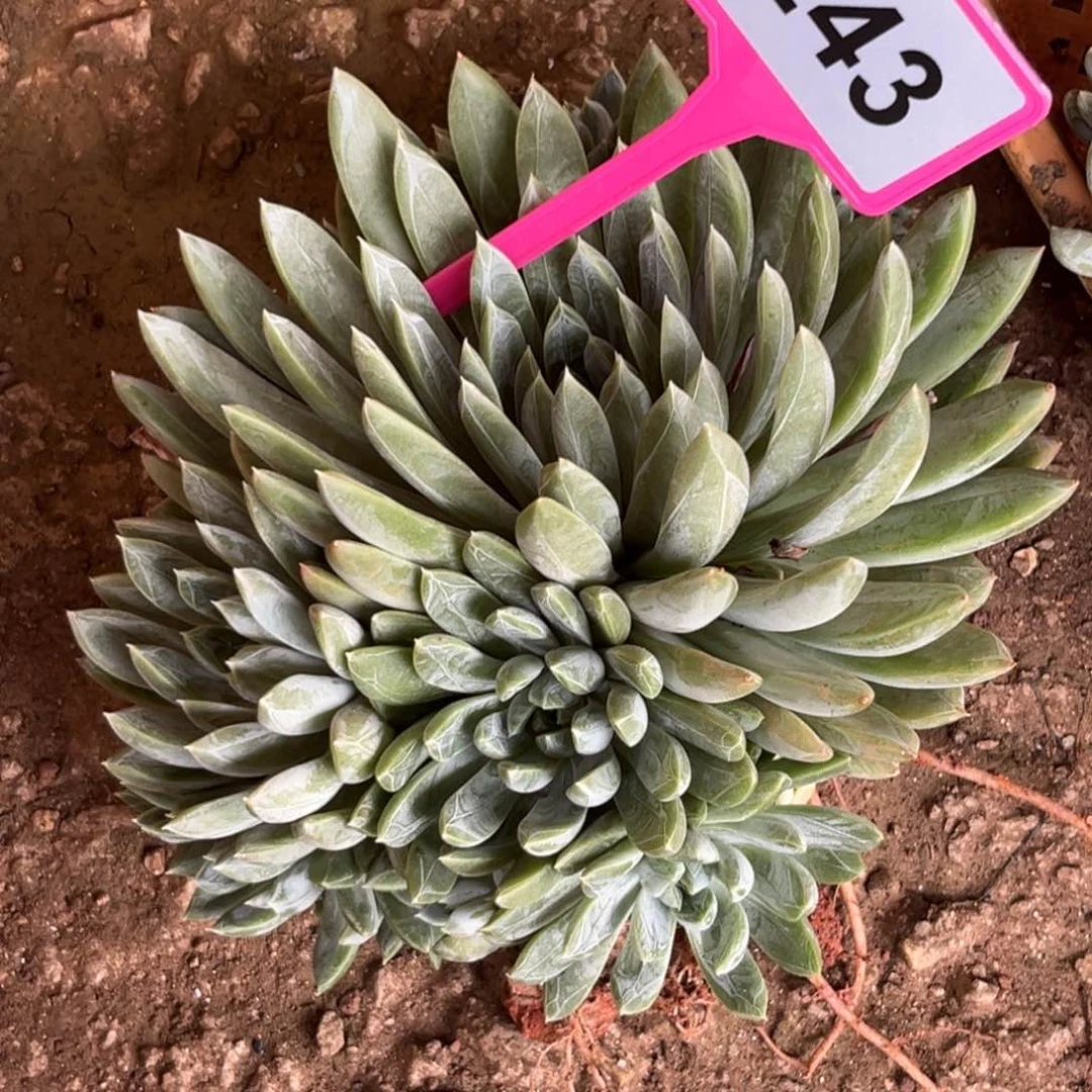 ～***～多肉植物白泽美人243