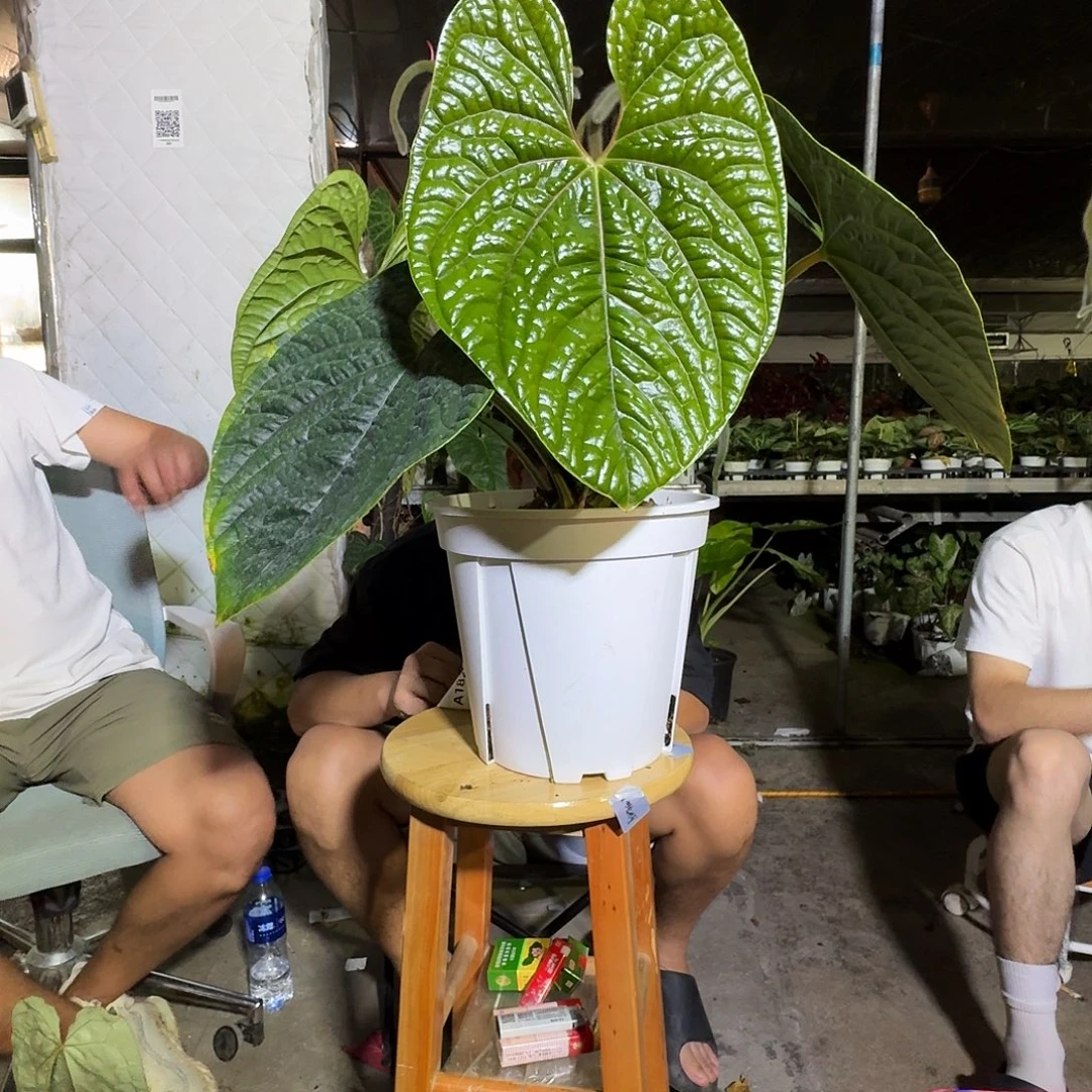 无花朵一物一拍A175