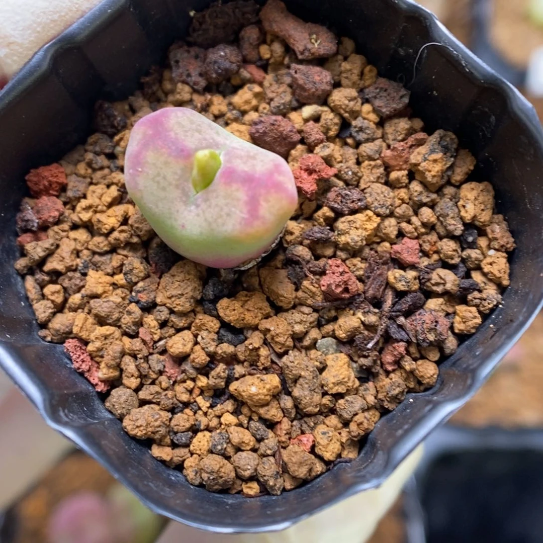 多肉植物肉锥杂交K-3470