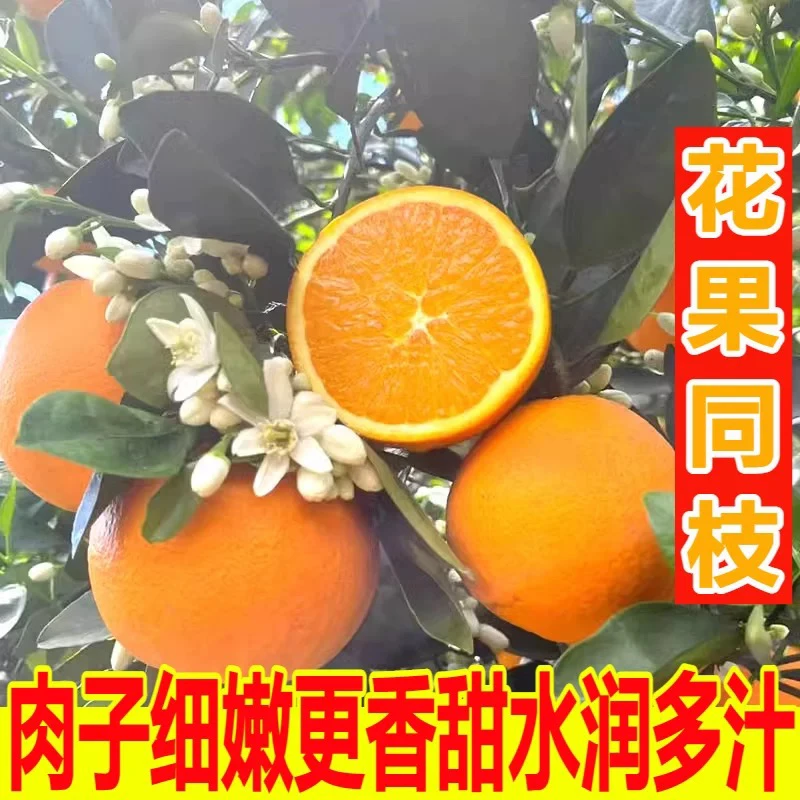 伦晚脐橙春橙新鲜橙子大果斤水果当季整箱秭归果冻甜