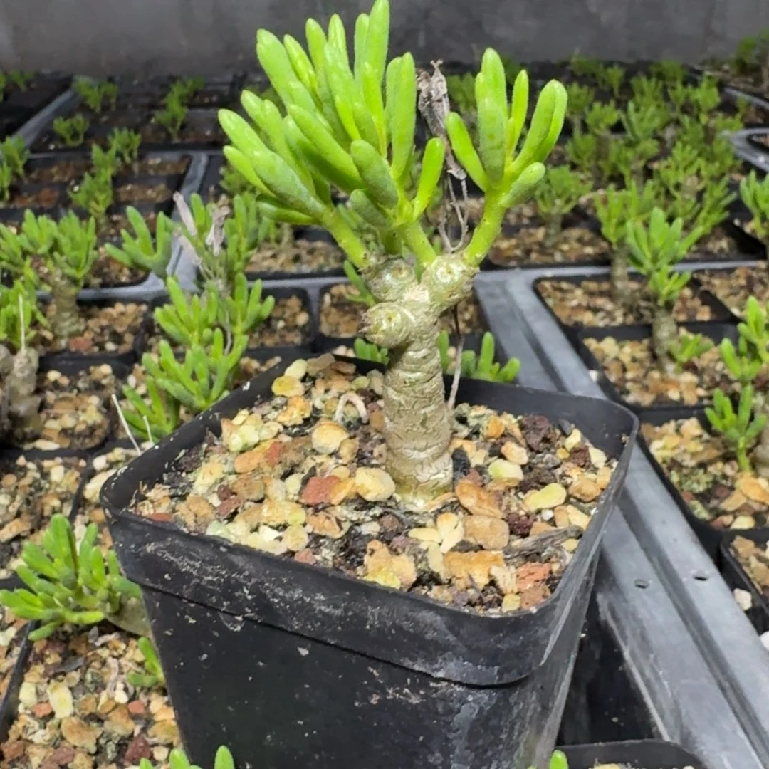 诱惑奇峰锦多肉植物量拍