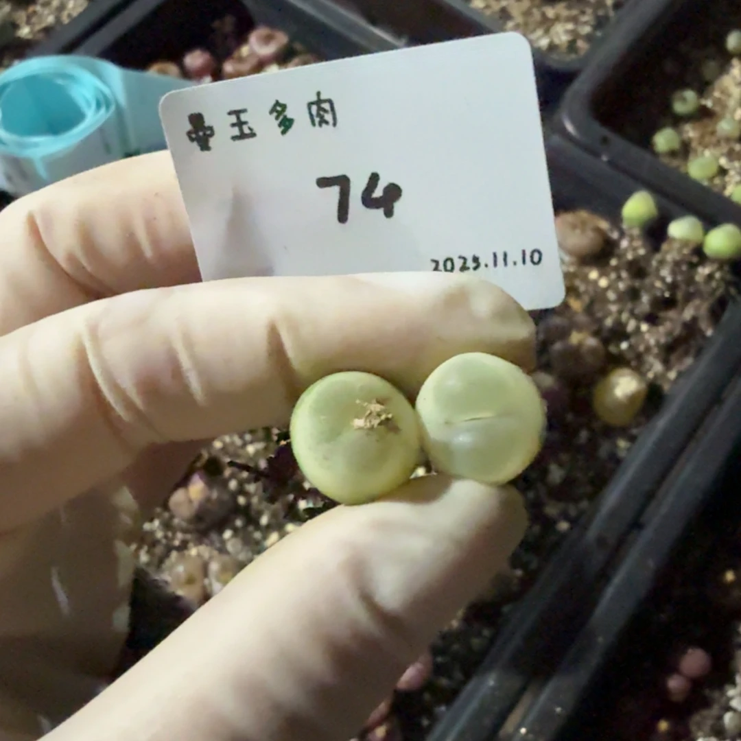 西***佳多肉多肉多肉11.10-074