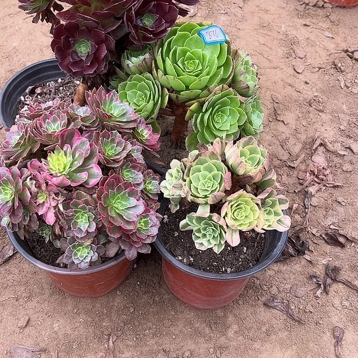 876多肉植物组合，