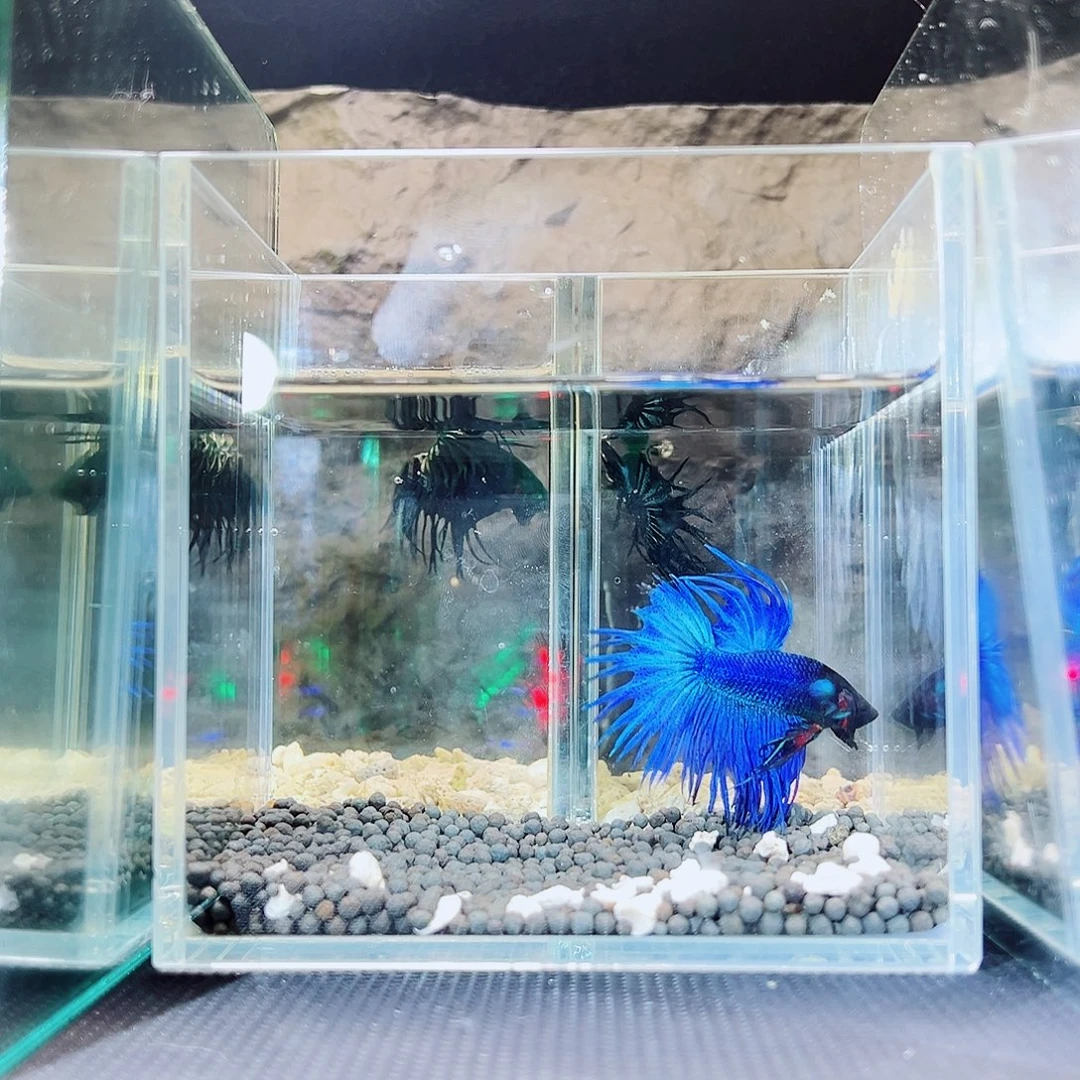 斗鱼精品精品精品精品