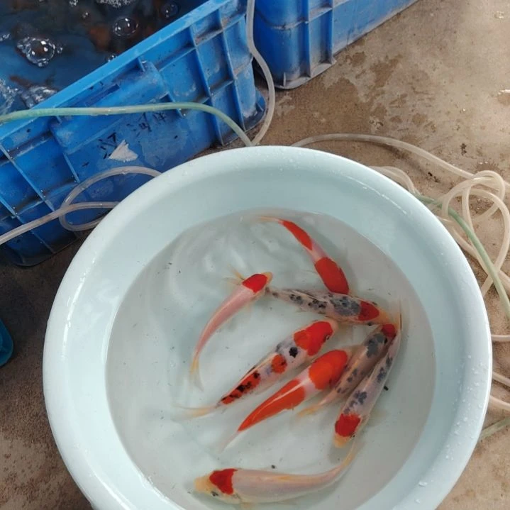 海水顺丰包邮开箱包活1