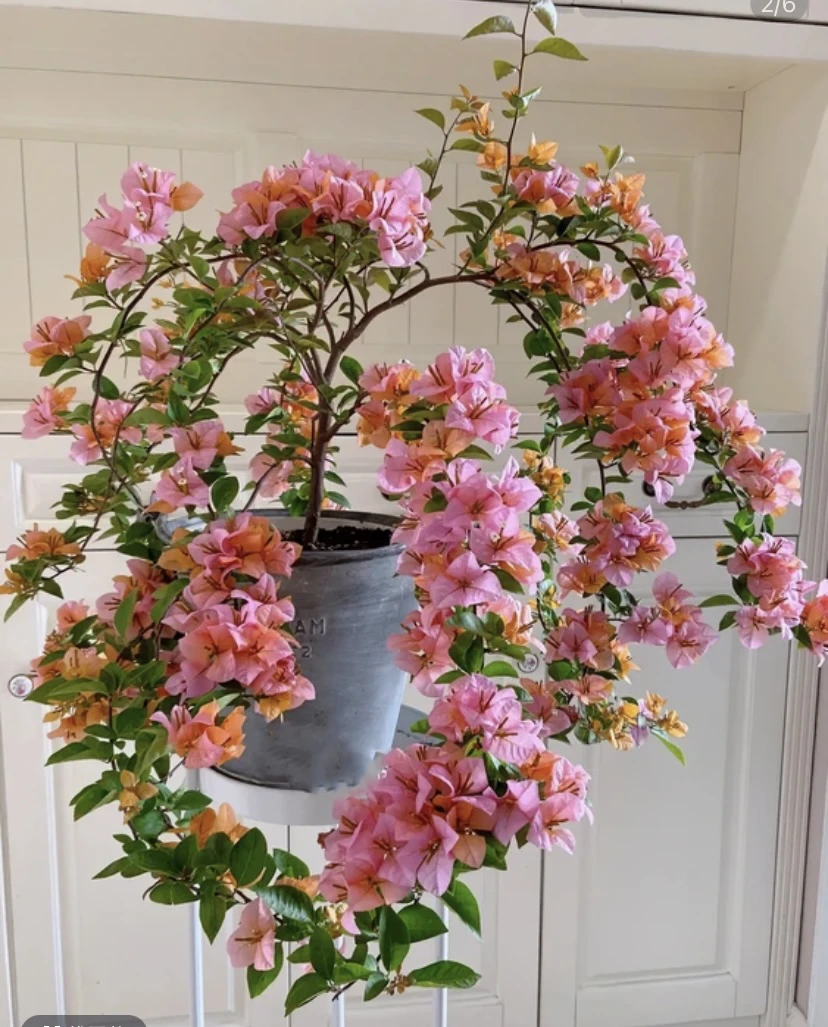 【金发女郎】三角梅庭院阳台种植花卉盆栽绿植四季开花爬藤植物