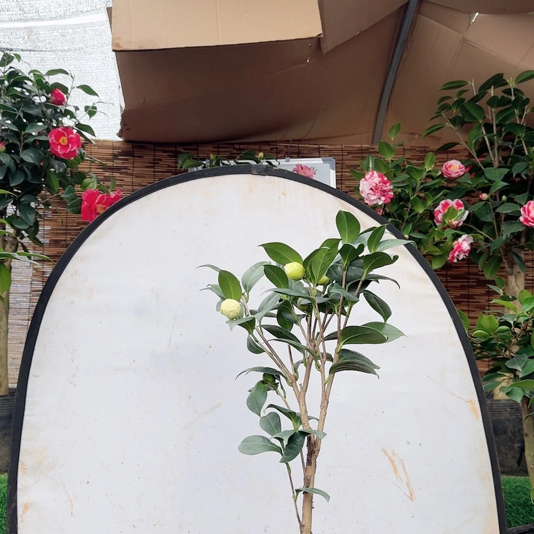 111111111111111138.8