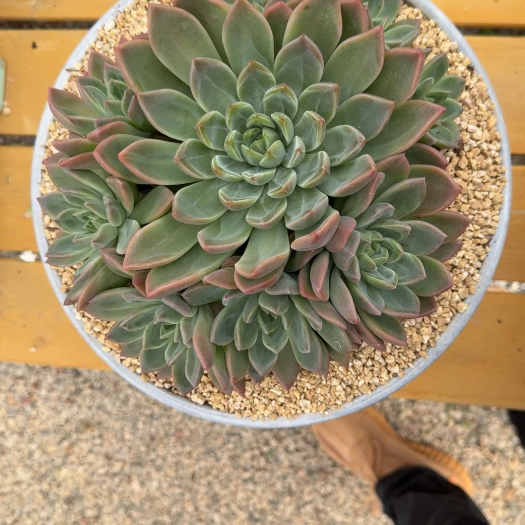 寄养在一只猫眼里面也可以