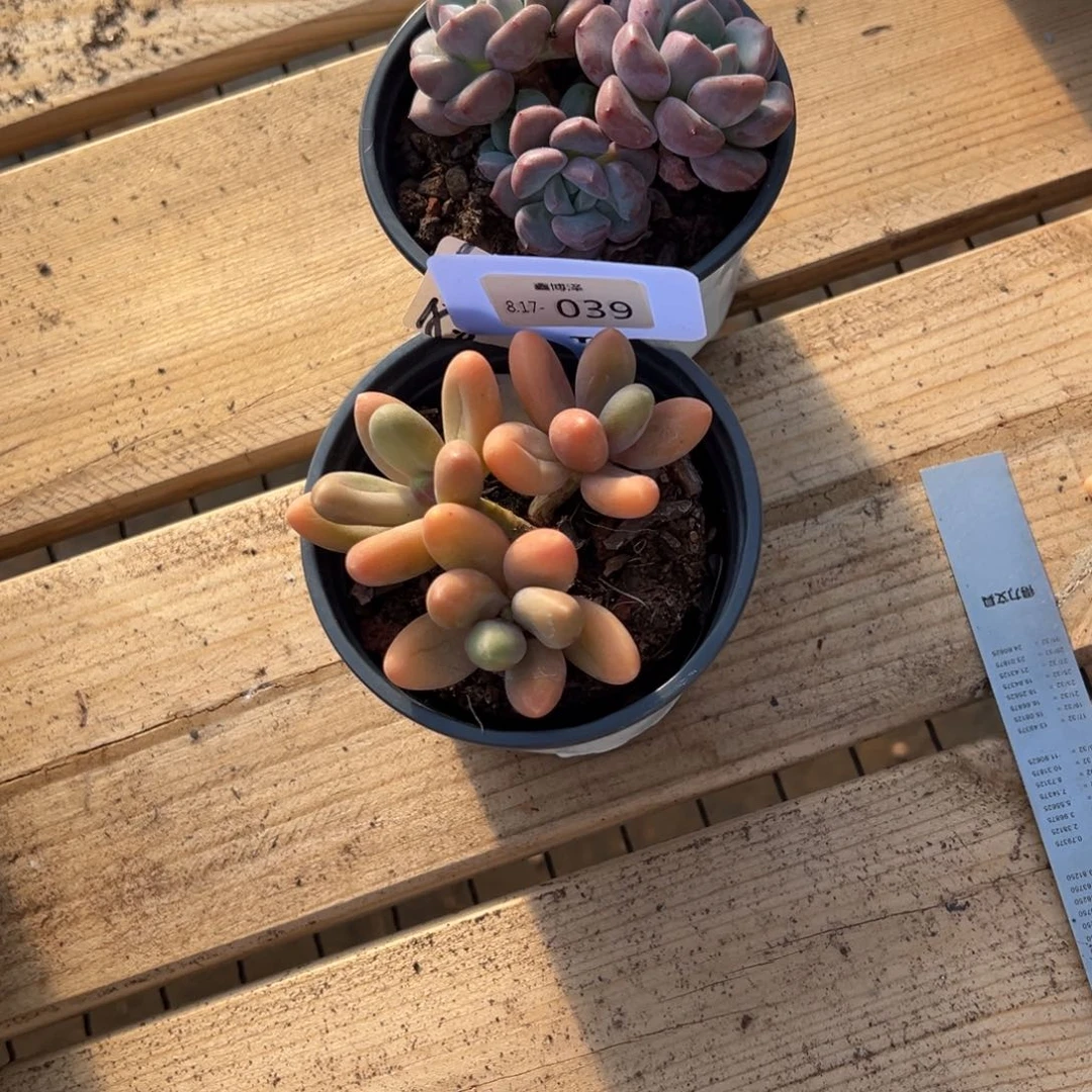 馥*_定向8.17-015 039 两颗