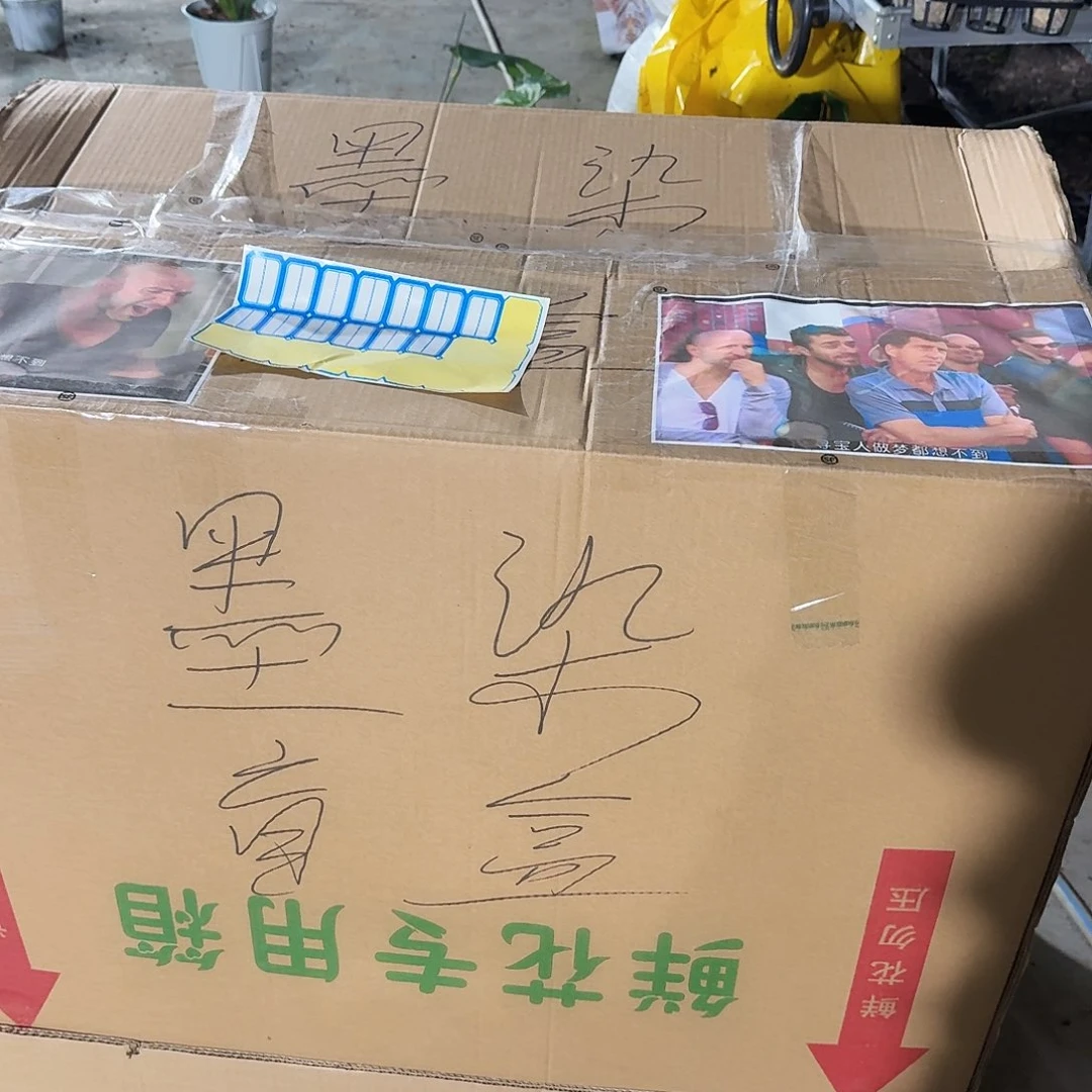 ****️无花朵龟背竹一物一拍