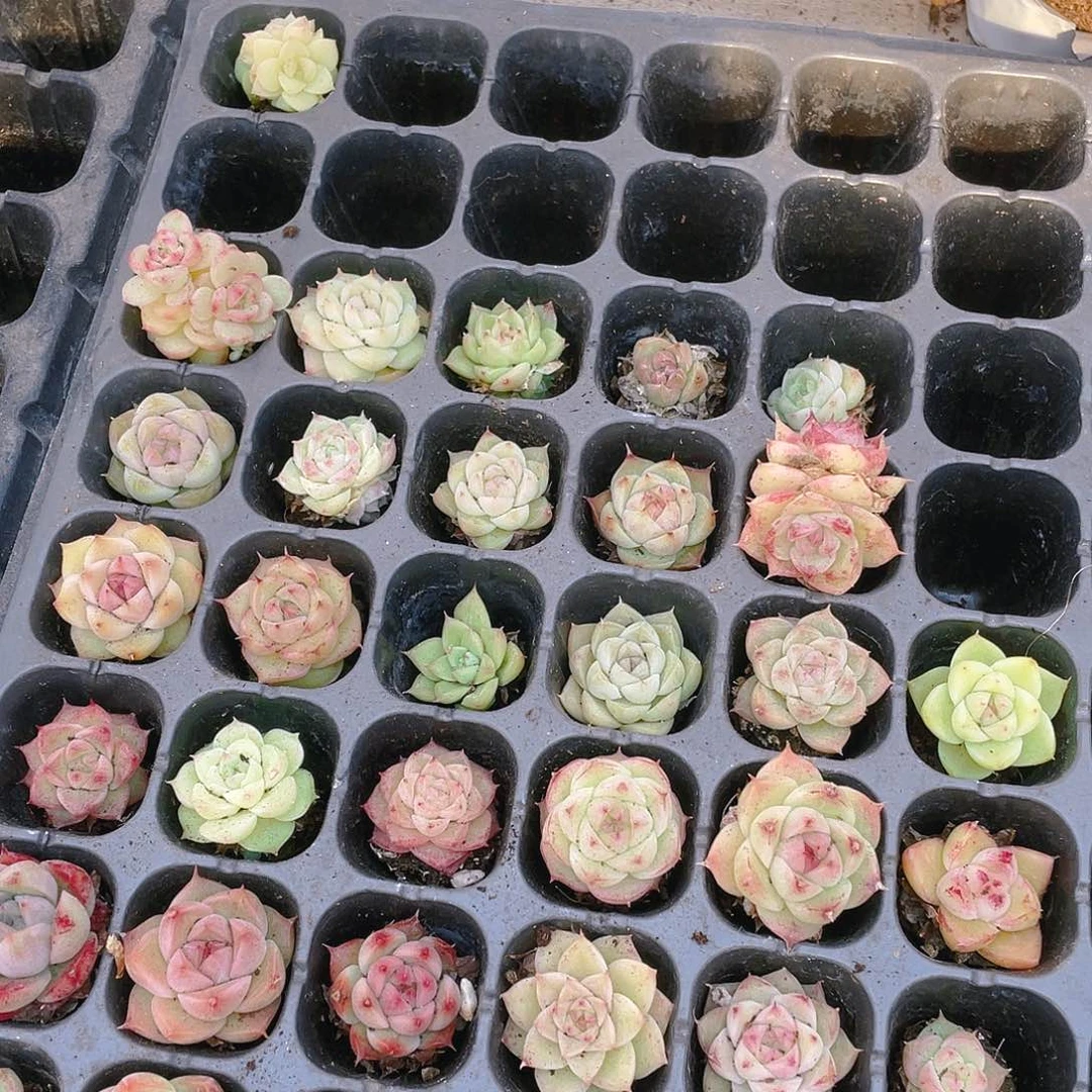 海王麦杆4个穴一个满25包邮