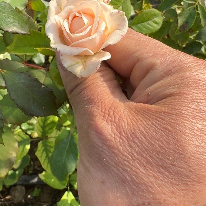 无花朵我的美人裸根
