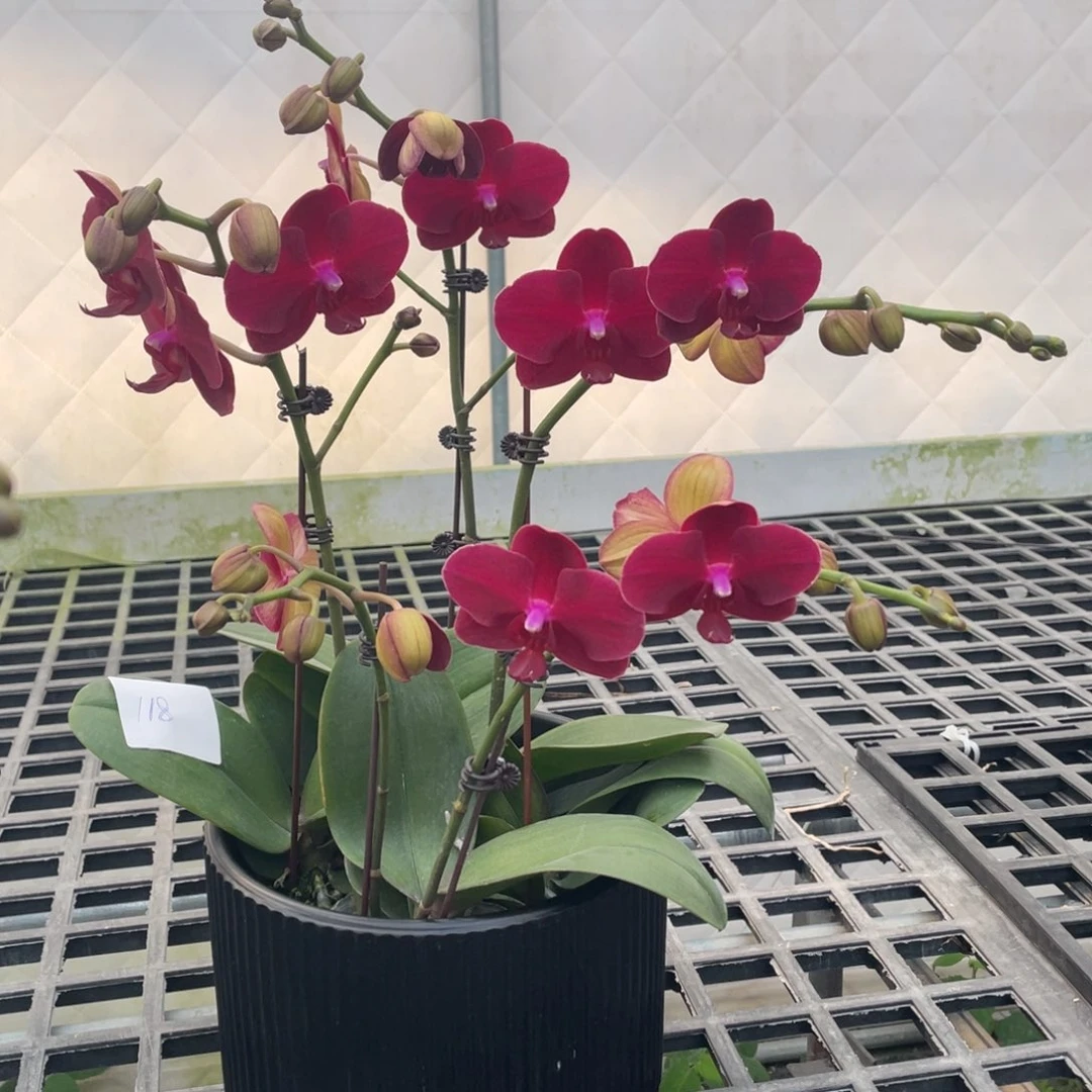 完全开放组盆1111