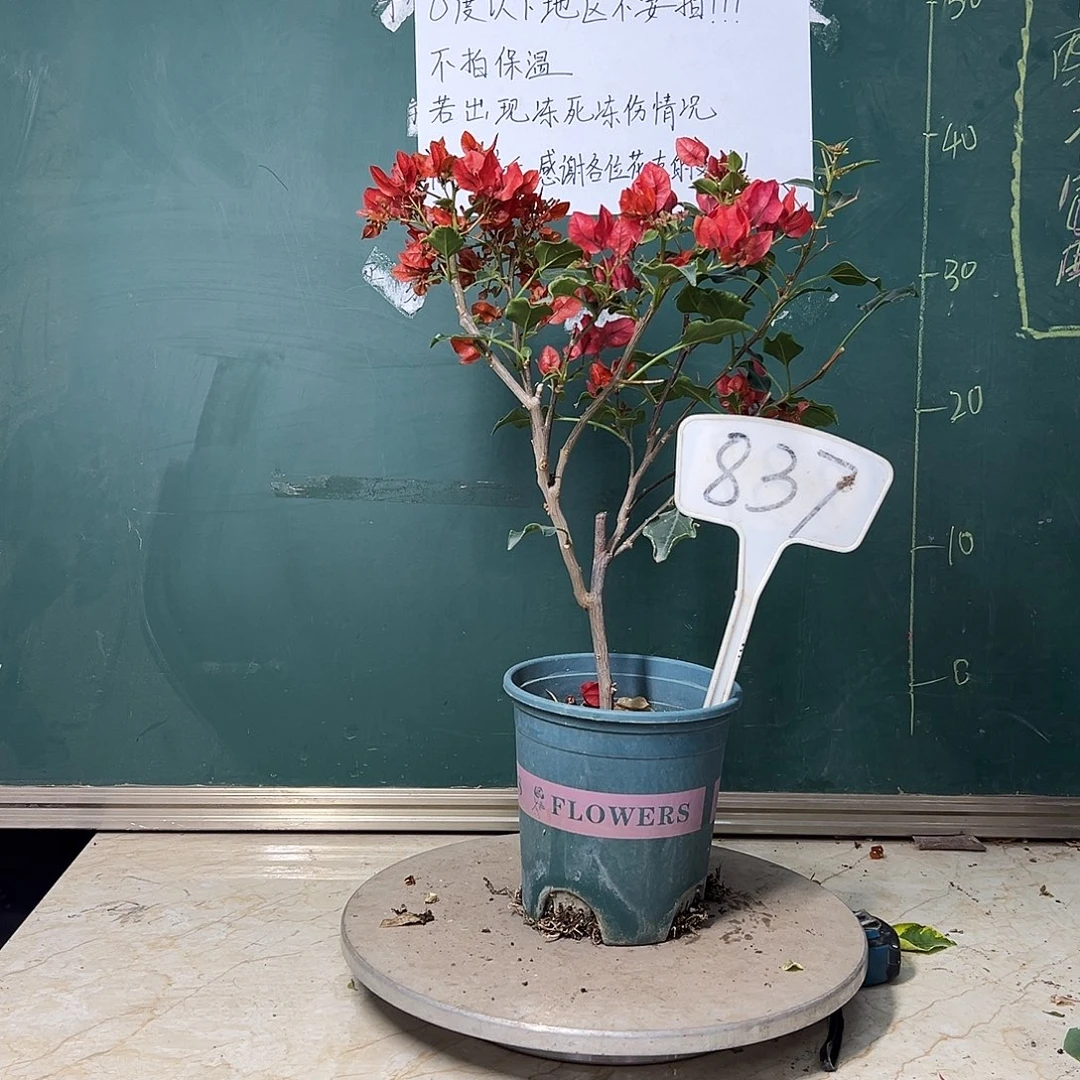 完全开放橙美人837