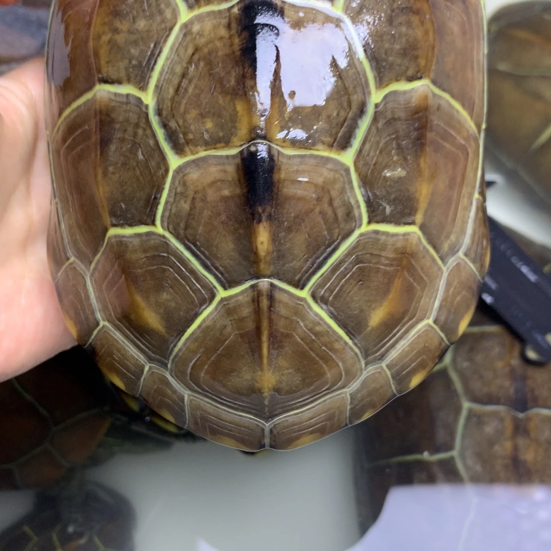 绿毛龟母中华草龟不分公母