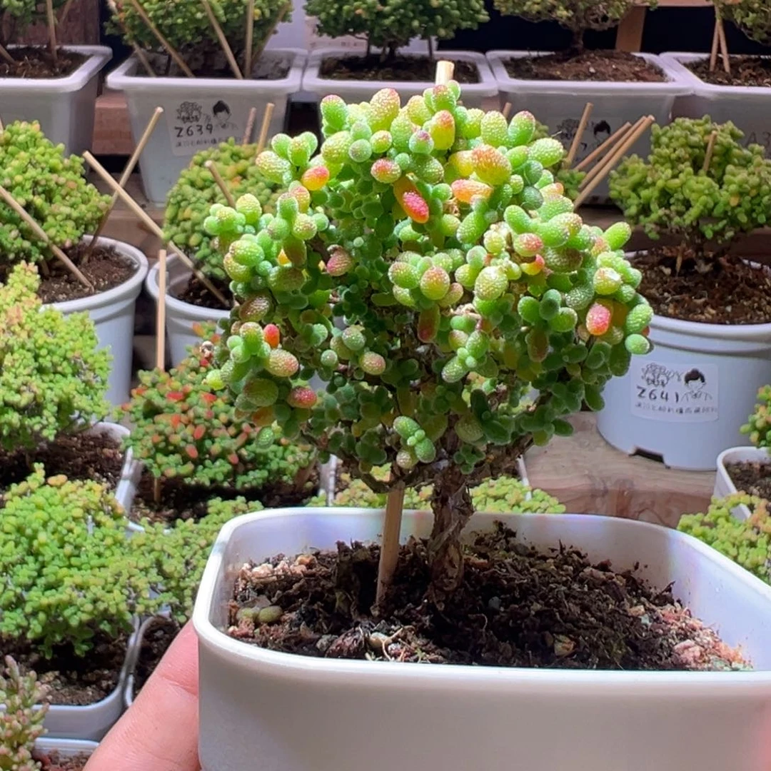 730金桔一物一拍带盆土发货