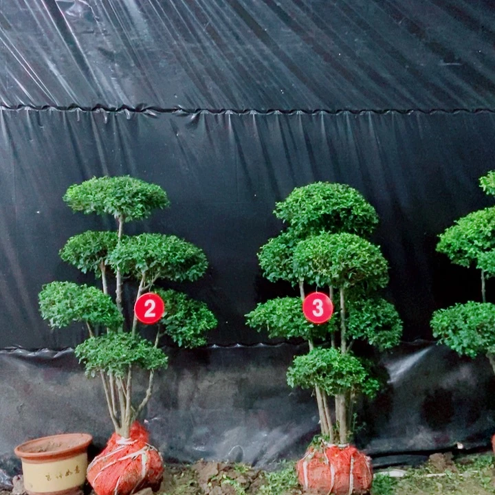 不开花植物一**顺一物一图一物一拍