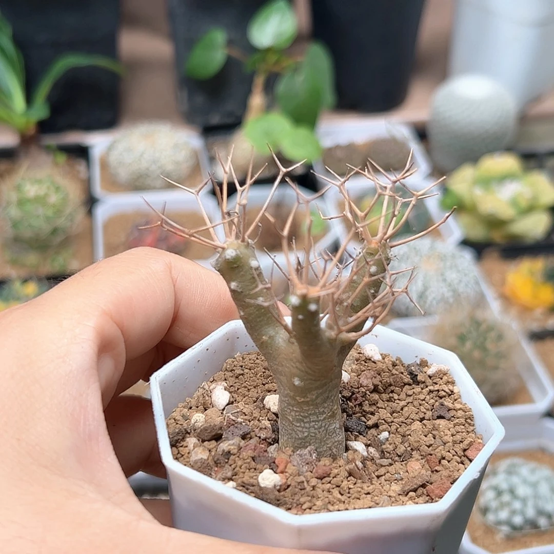 无花朵黑鬼殿厚敦菊