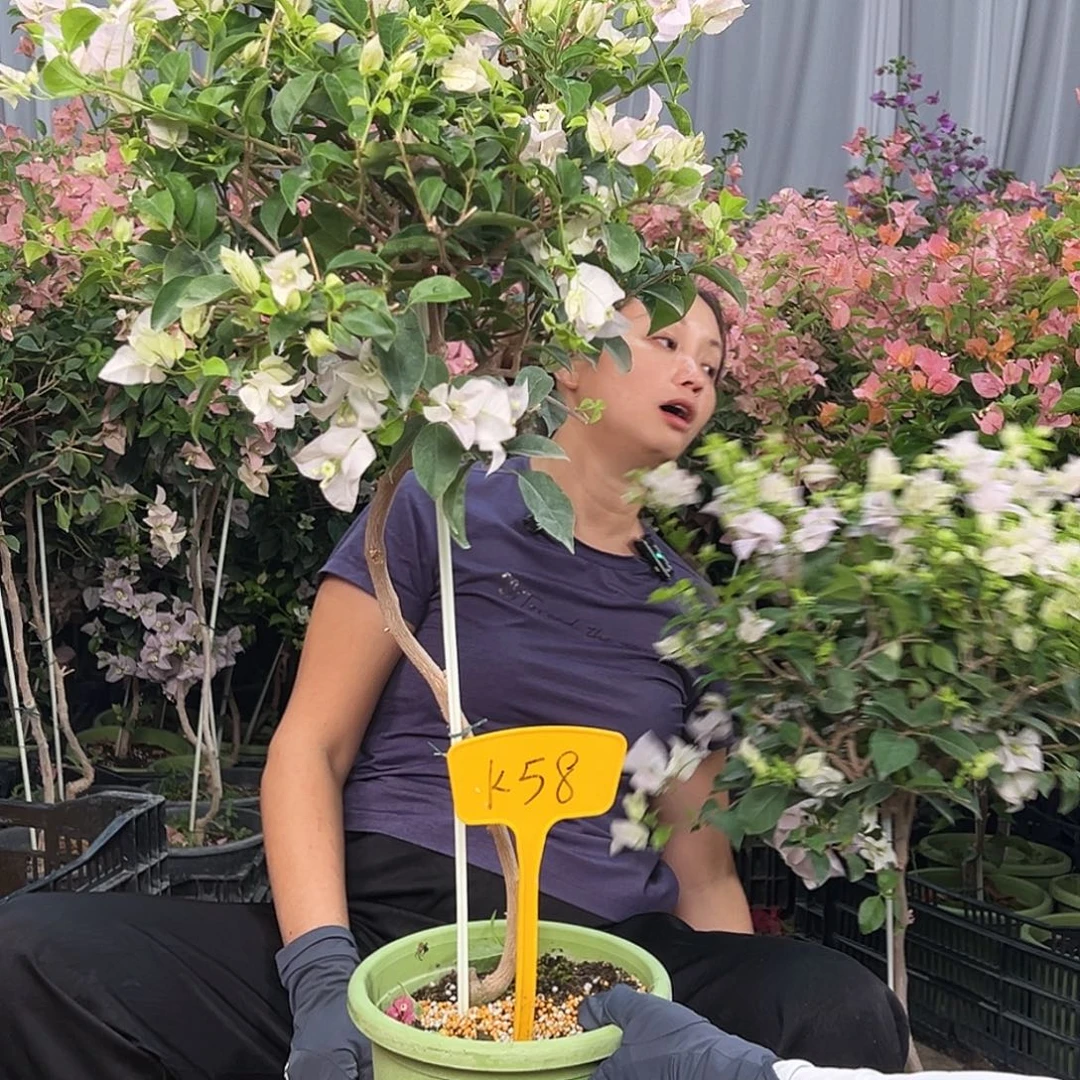 丝***z当前无花栽培后可以开花K58苹果花