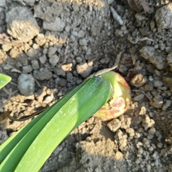 完全开放安吉拉5厘米左右