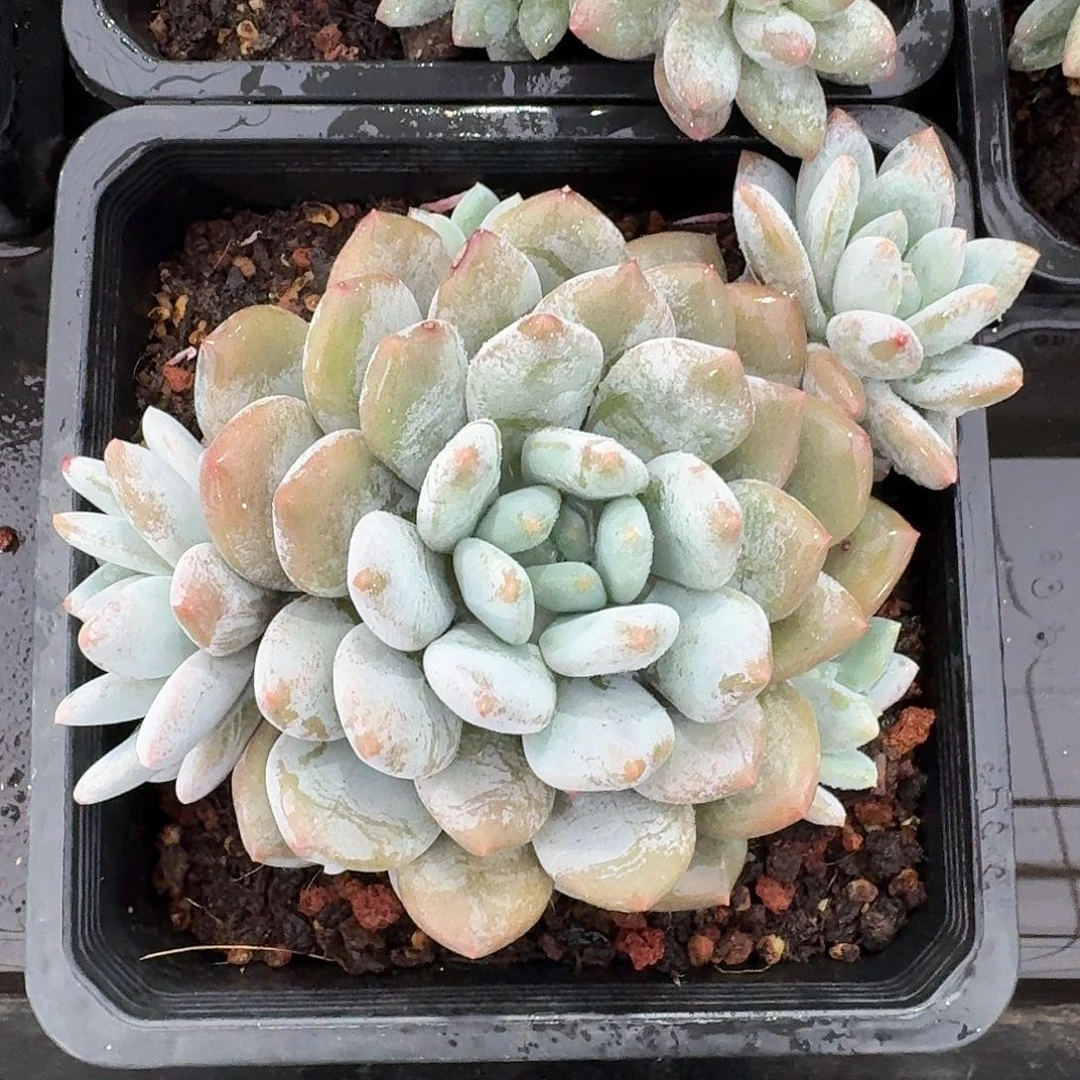 从前慢多肉编号米雪