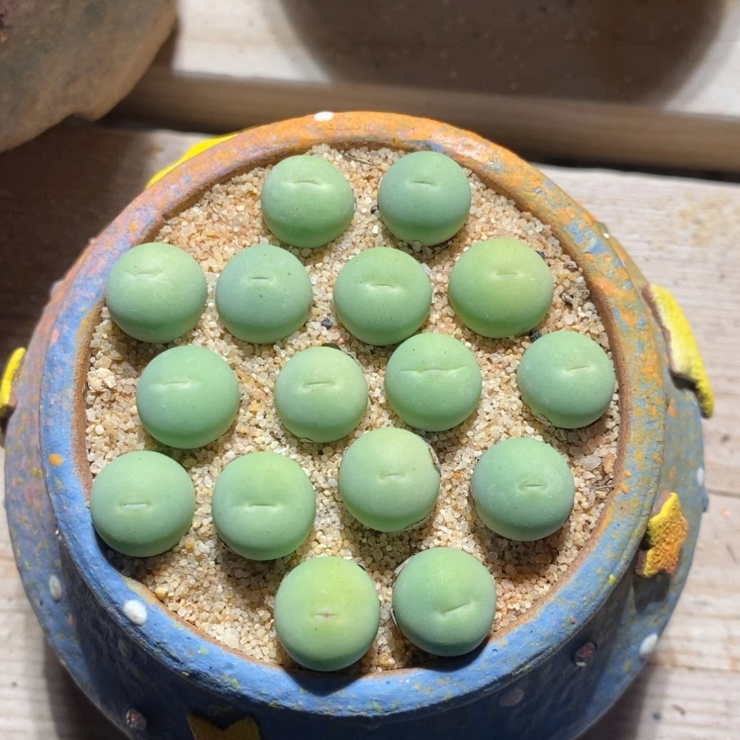 鸽子蛋一颗 1厘米