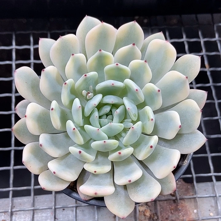 雪爪覆轮锦多肉植物