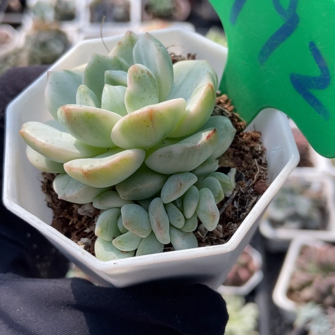 992香草锦多肉植物