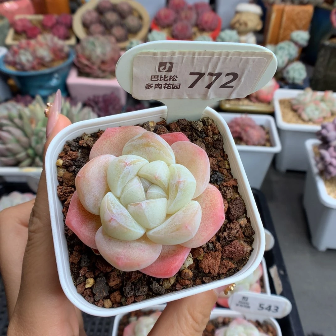 伍**C772抽奖多肉植物