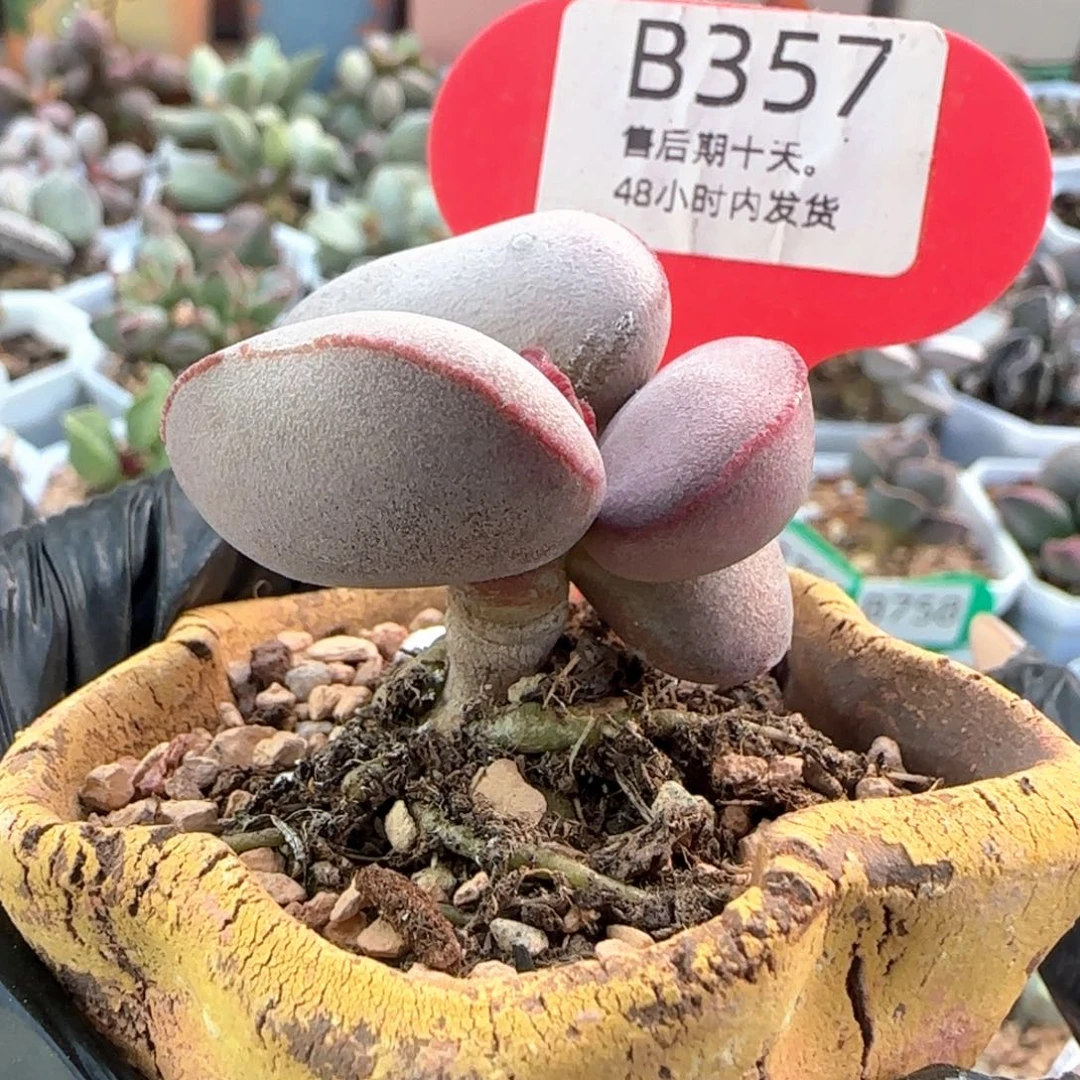 小***子换6方盆。    357。