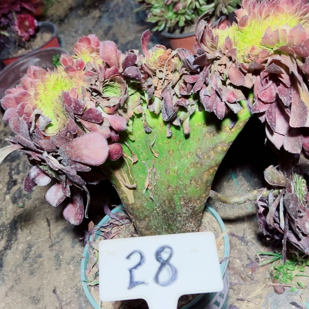 多肉植物黑铜法师