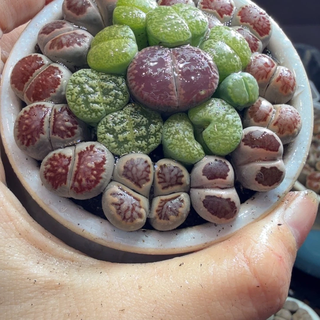清***臻多肉植物福利来袭冲冲冲842