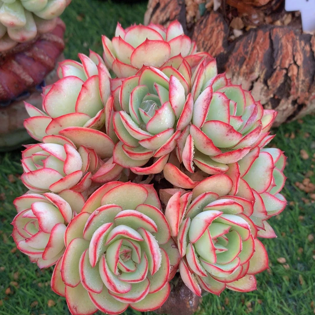 牡丹亭朵朵13 公分一物一拍