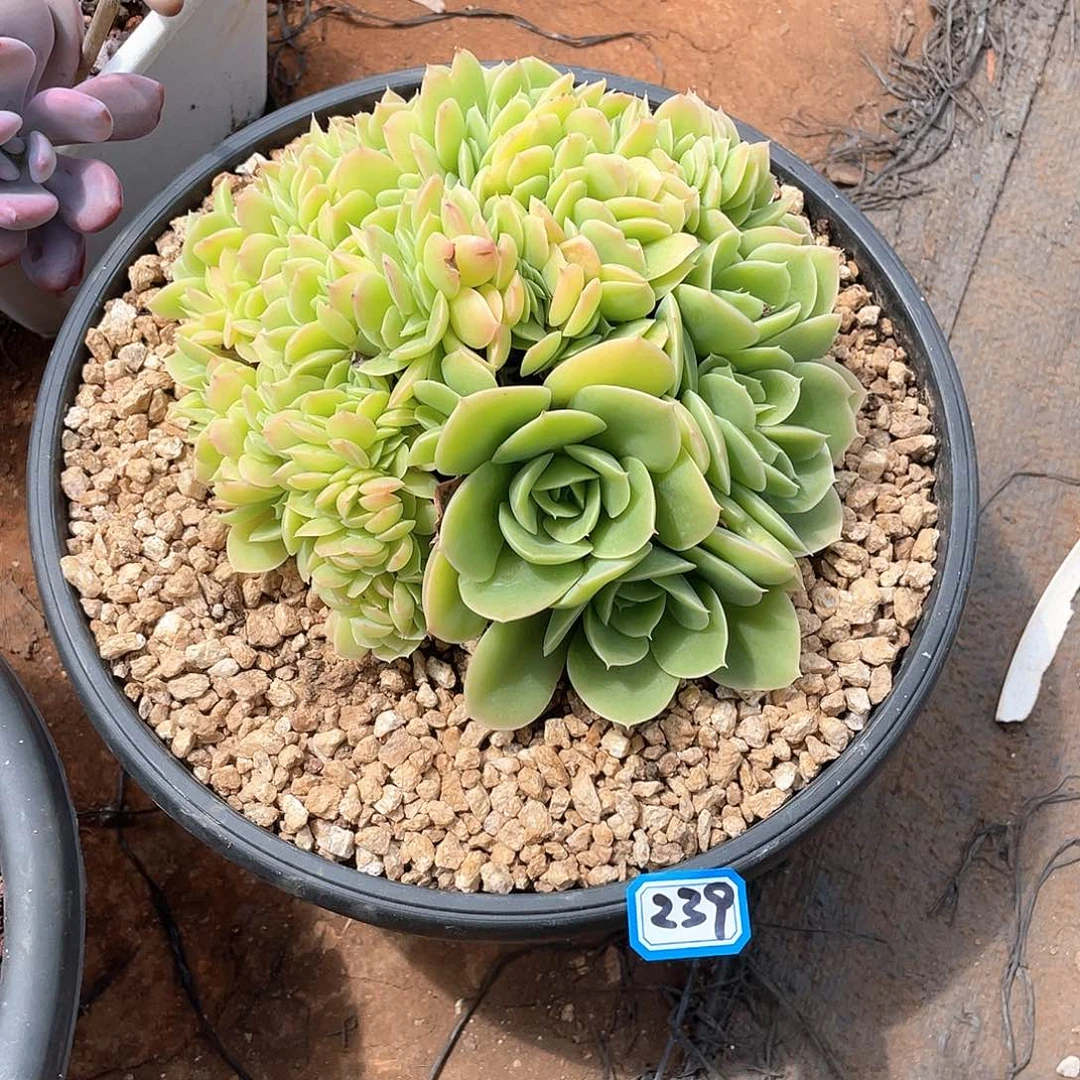 239星娜塔缀化 一物一拍多肉