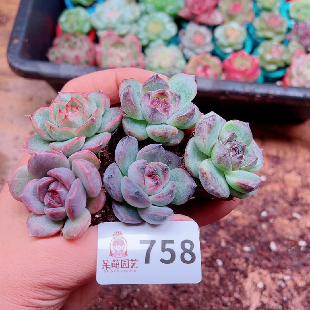 多肉植物多肉植物