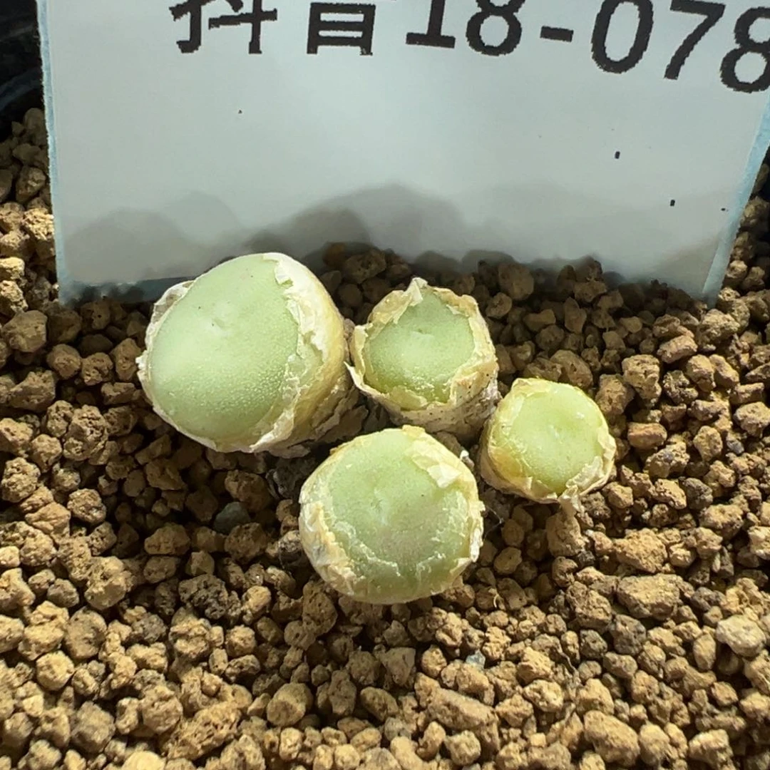 18-78毛纽扣多肉植物，