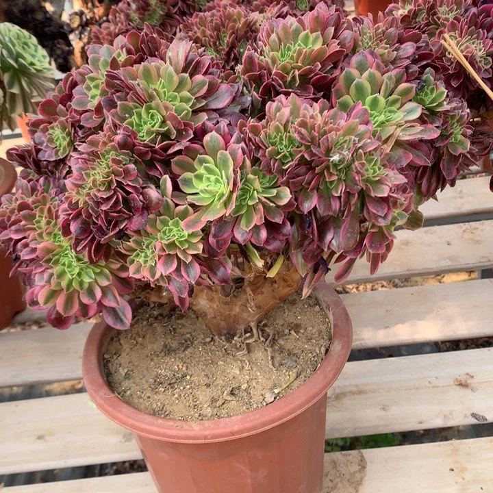 红袖老桩缀002多肉