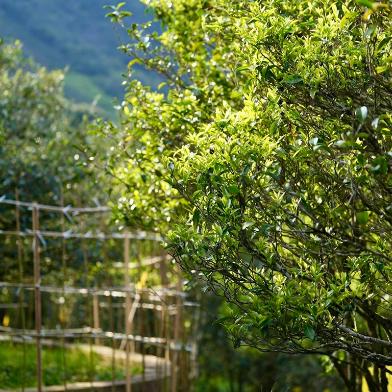 乌岽.东方红凤凰单丛高山老枞宋种传统工艺制作礼盒装500克