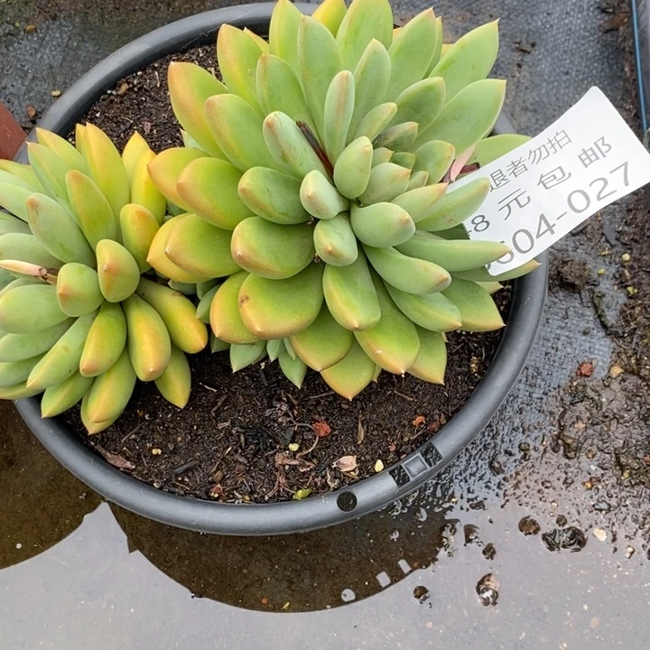 ?***菓夏悦多肉0604-27象牙