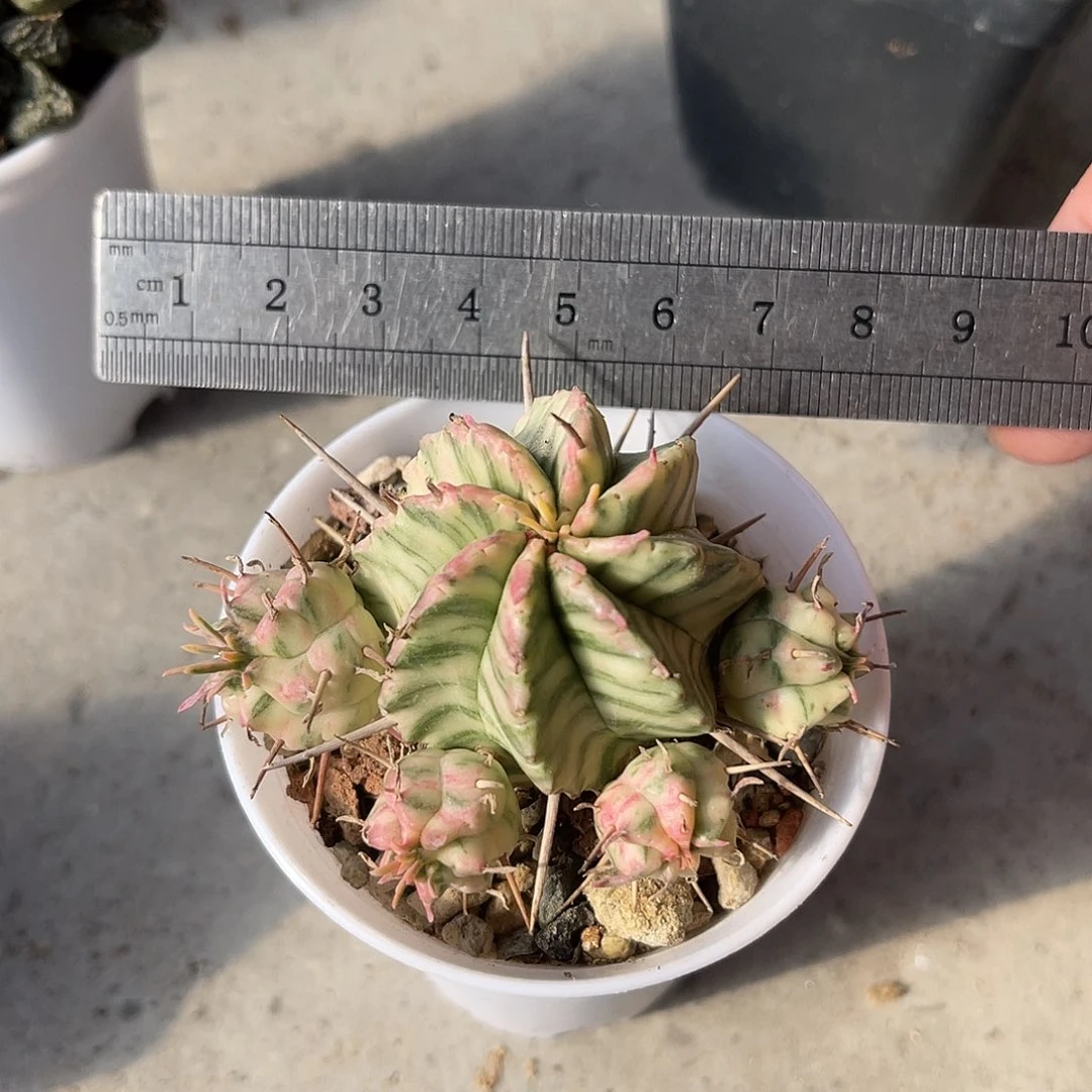 斑马锦仙人球一物一拍