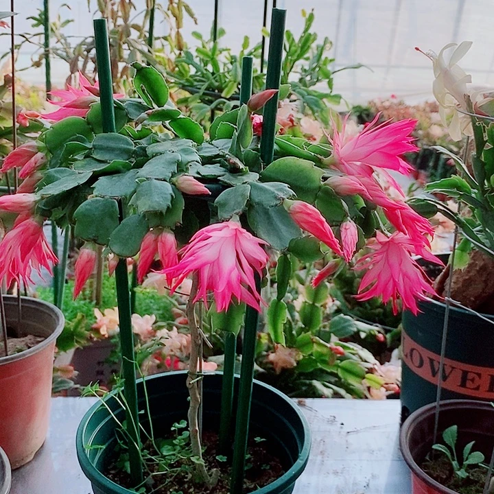 。***，无花朵叶仙嫁接一物一拍