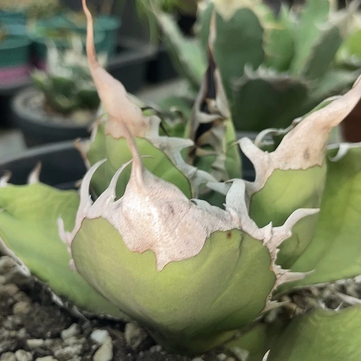 子播88888888888888